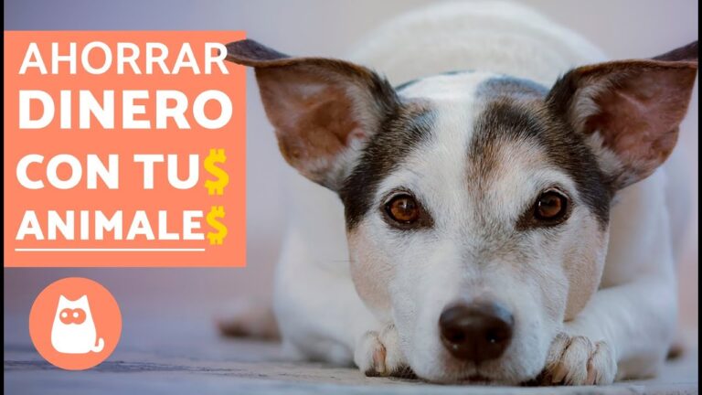 Consejos para ahorrar en una cuenta para mascotas