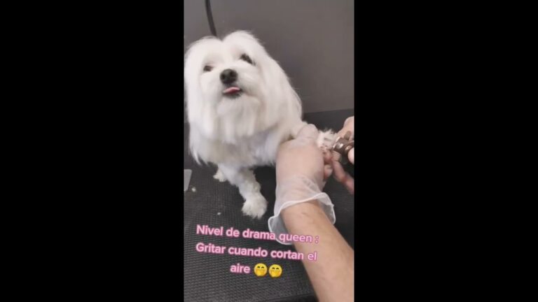 Risas garantizadas: Los mejores v&iacute;deos graciosos en TikTok