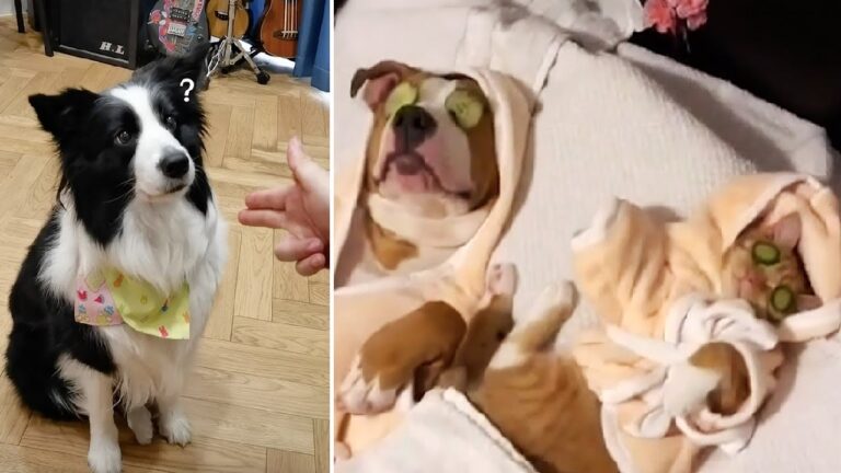 El entretenimiento animal triunfa en TikTok: &iexcl;Descubre los videos m&aacute;s divertidos!