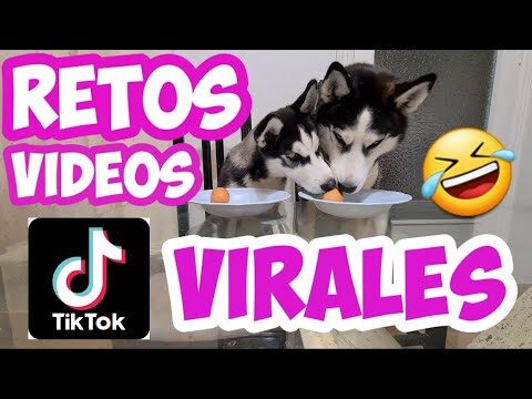 Desaf&iacute;os divertidos de mascotas en TikTok: &iexcl;Risas aseguradas!