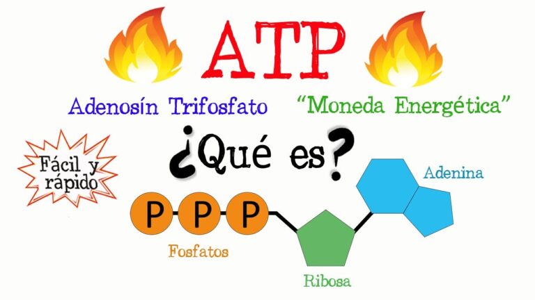 Revelan la qu&iacute;mica detr&aacute;s de la mol&eacute;cula energ&eacute;tica de las c&eacute;lulas
