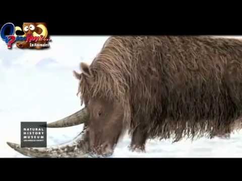 Mineros siberianos descubren una momia de rinoceronte lanudo con tejidos blandos intactos