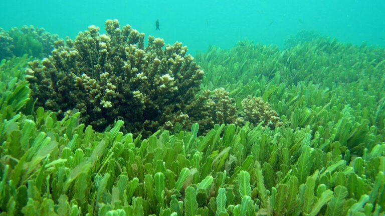 Descubren genes gigantes en algas doradas que generan su toxina mortal