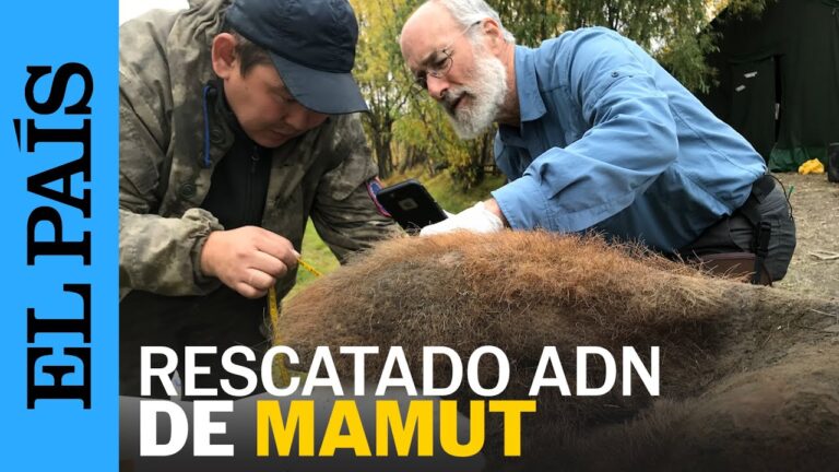 &iexcl;El regreso del mamut! Cient&iacute;ficos de Baylor descubren ADN en un mamut momificado