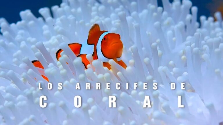 Alta Resoluci&oacute;n en Acci&oacute;n