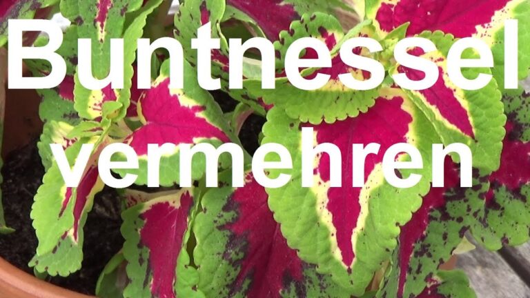 Lo que necesitas saber