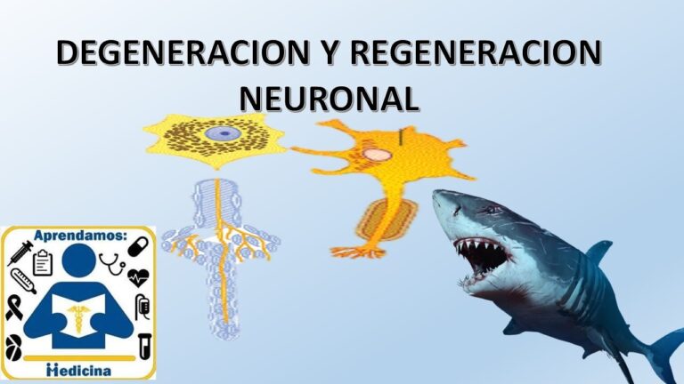 Descubriendo dos mecanismos que iluminan la degeneraci&oacute;n neuronal