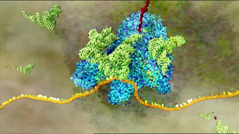 Monitoreo en Tiempo Real de la Acoplamiento Transcripci&oacute;n-Traducci&oacute;n